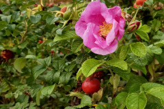 www.schlei.haus / Garten