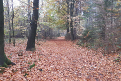 www.schlei.haus / Herbstwald vor der Haustür